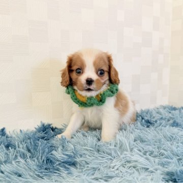 キャバリア【埼玉県・男の子・2025年9月22日・ブレンハイム】の写真「父JKCチャンピオン👑とっても可愛い男の子♤」