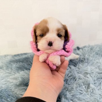 キャバリア【埼玉県・女の子・2025年11月7日・ブレンハイム】の写真「父JKCチャンピオン👑とっても可愛い女の子♡」