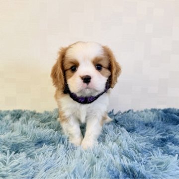 キャバリア【埼玉県・男の子・2025年9月17日・ブレンハイム】の写真「とっても可愛い男の子♤」