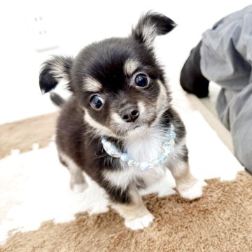 チワワ(ロング)【埼玉県・男の子・2025年2月22日・ブラックタン】の写真「とってもイケメンな男の子♤」