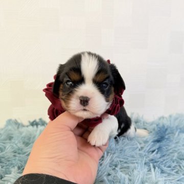 キャバリア【埼玉県・女の子・2025年10月20日・トライカラー】の写真「父JKCチャンピオン👑とっても可愛い女の子♡」