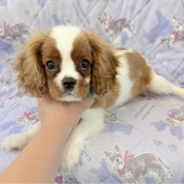 キャバリア【埼玉県・男の子・2025年9月22日・ブレンハイム】の写真「父JKCチャンピオン👑とっても可愛い男の子♤」