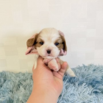 キャバリア【埼玉県・女の子・2025年10月25日・ブレンハイム】の写真「父JKCチャンピオン👑とっても可愛い女の子♡」