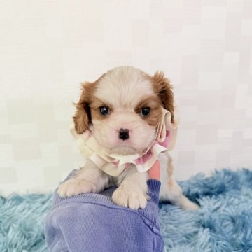 キャバリア【埼玉県・女の子・2025年9月16日・ブレンハイム】の写真「とっても可愛い女の子♡」