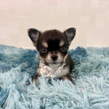 チワワ(ロング)【埼玉県・男の子・2024年11月2日・ブラックタン】の写真「12/28(土）までの掲載！」