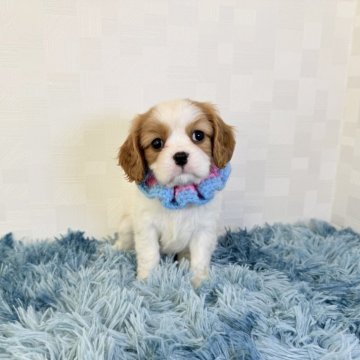 キャバリア【埼玉県・女の子・2025年9月22日・ブレンハイム】の写真「父JKCチャンピオン👑とっても可愛い女の子♡」