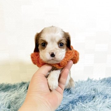 キャバリア【埼玉県・女の子・2025年10月25日・ブレンハイム】の写真「父JKCチャンピオン👑とっても可愛い女の子♡」