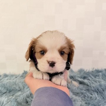 キャバリア【埼玉県・男の子・2025年9月17日・ブレンハイム】の写真「とっても可愛い男の子♤」