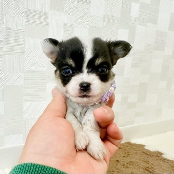 チワワ(ロング)【埼玉県・女の子・2025年2月22日・ホワイト&ブラックタン】の写真「綺麗なお顔立ちの女の子♡」
