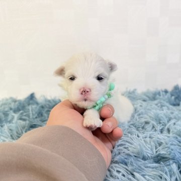 マルチーズ【埼玉県・男の子・2025年10月18日・ホワイト】の写真「とっても可愛い男の子♤」