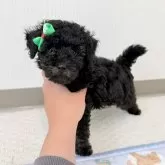 トイプードル(トイ)