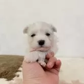 マルチーズ