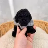 トイプードル(トイ)【埼玉県・男の子・2024年12月4日・ブラック】の写真1