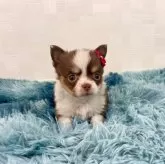 チワワ(ロング)【埼玉県・女の子・2024年11月5日・チョコタン&ホワイト】の写真1