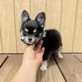チワワ(ロング)