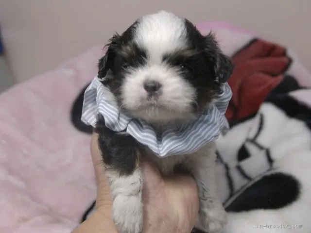 ID:1912-00565の子犬