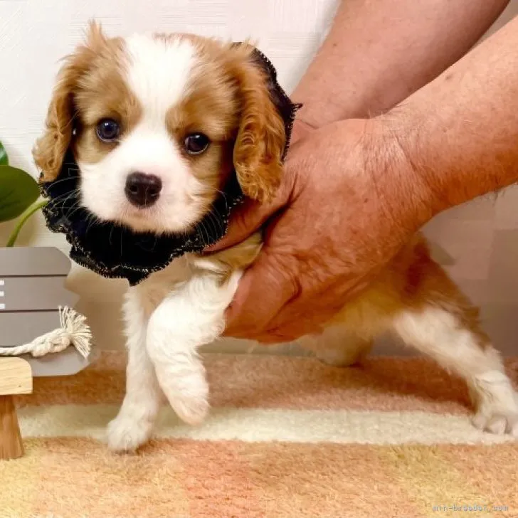 ID：2310-04193の子犬