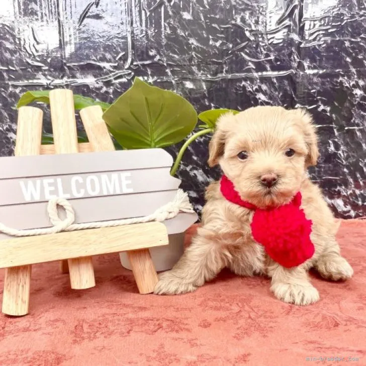 ID:2308-03486の子犬