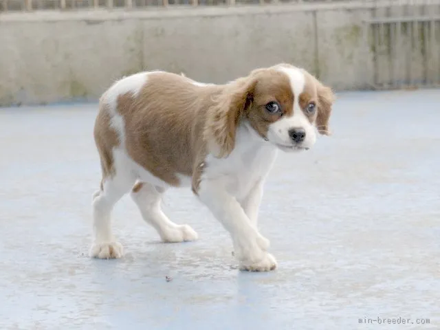 ID：1505-01245の子犬