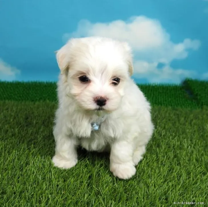 ID:2305-04274の子犬