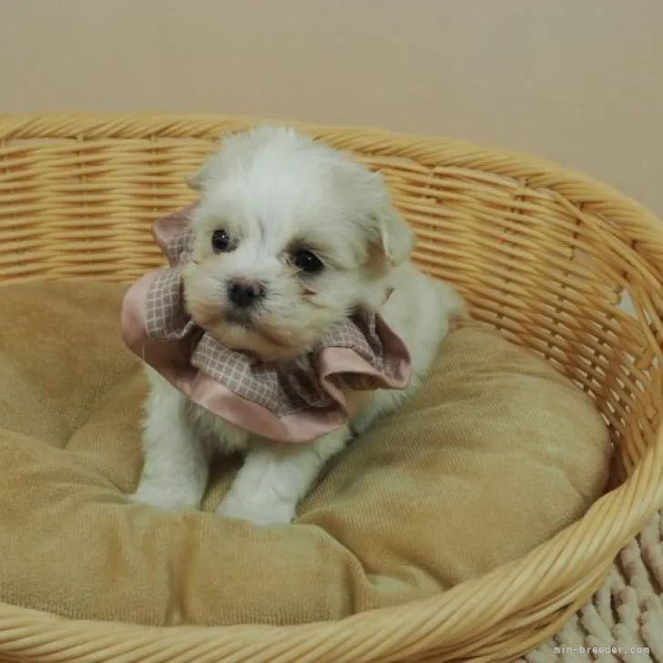 ID:2208-02766の子犬