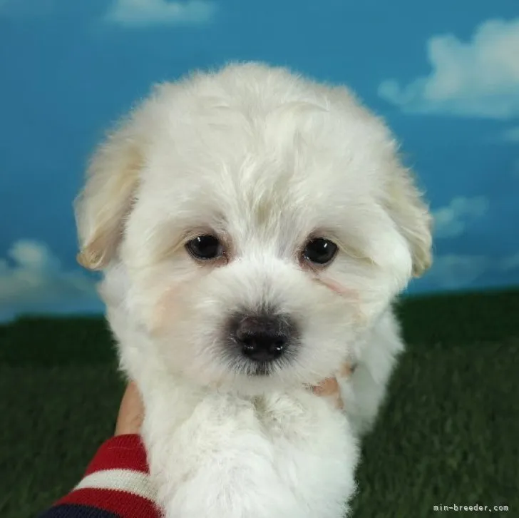ID:2302-03938の子犬