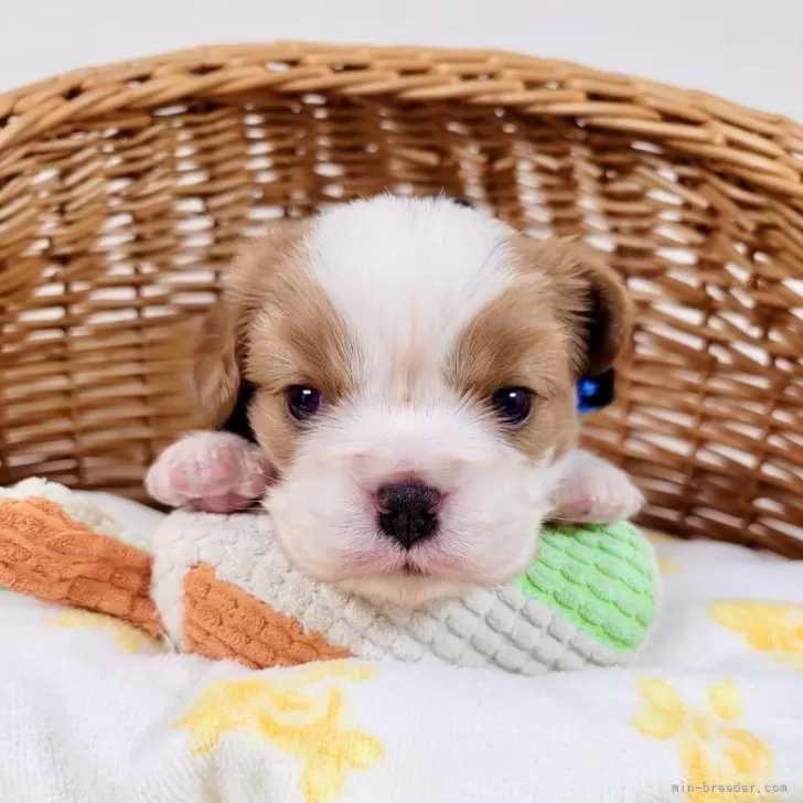 ID：2408-04251の子犬