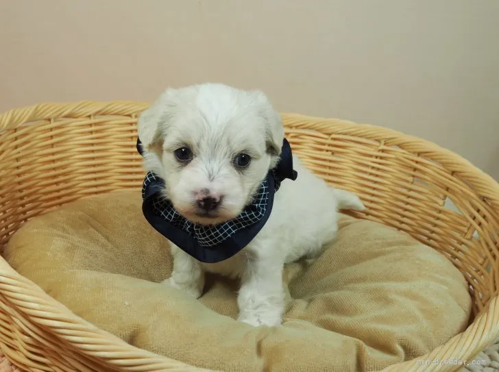 ID：2204-02679の子犬