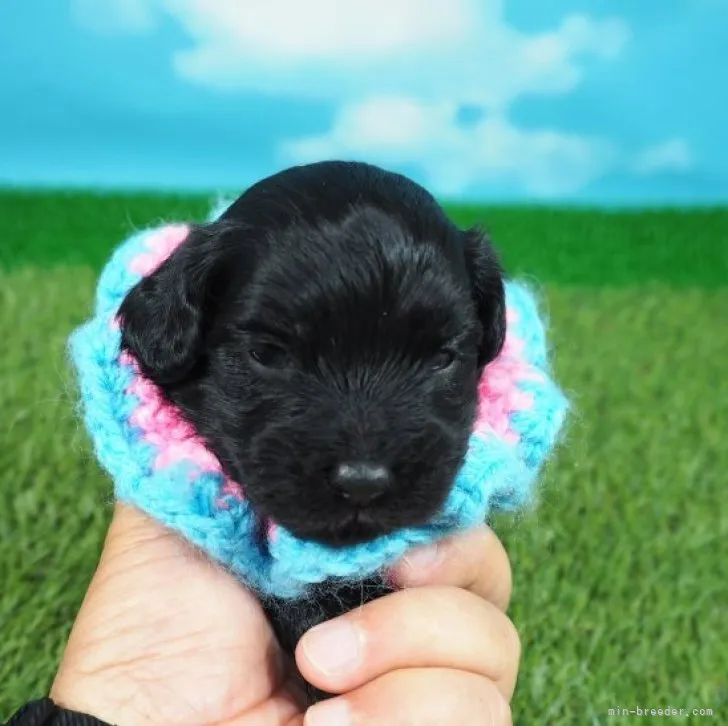 ID：2303-00034の子犬