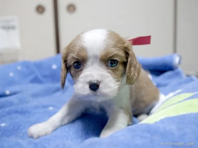 ID：1603-00025の子犬