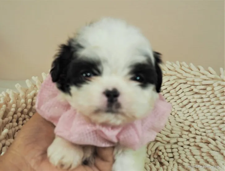 ID：2008-00612の子犬