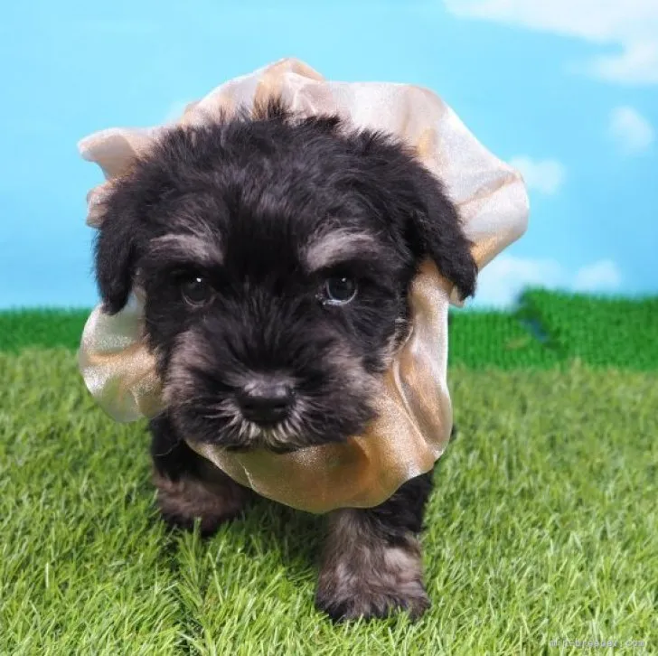ID:2305-03111の子犬