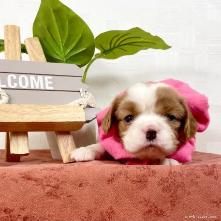 ID：2309-06264の子犬