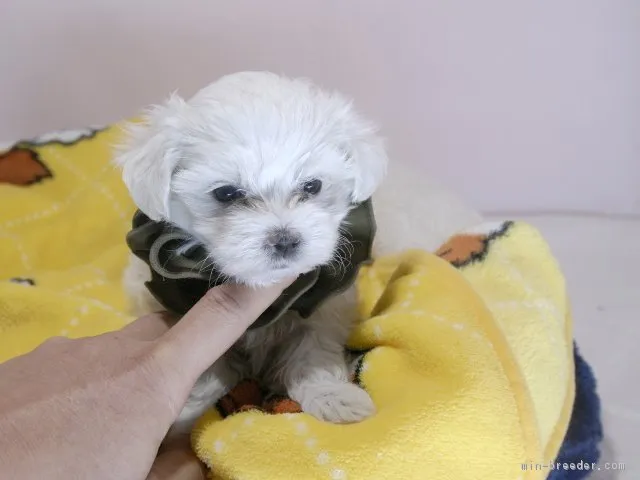 ID:1810-02739の子犬