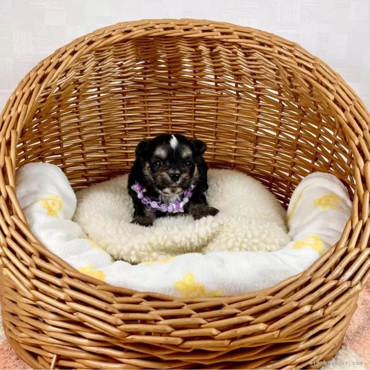 ID：2403-03539の子犬