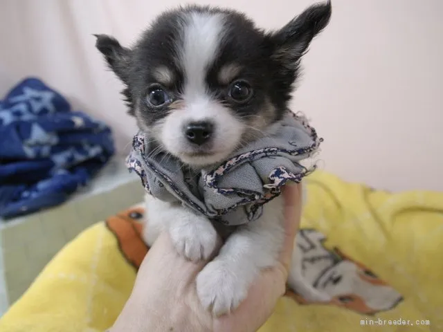 ID：2004-00918の子犬