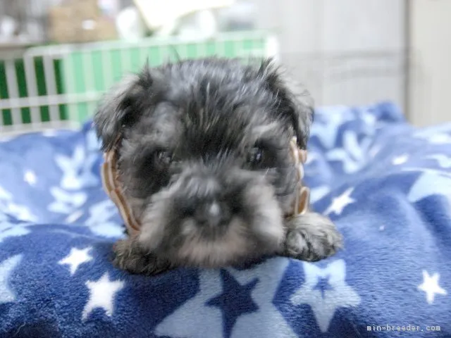 ID:1805-02530の子犬