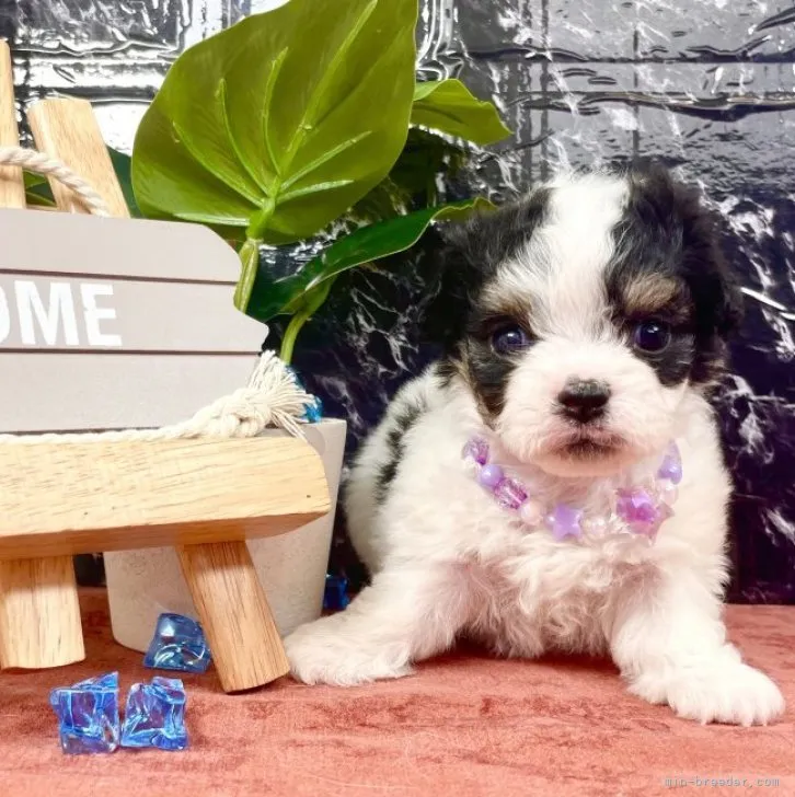 ID：2309-01755の子犬