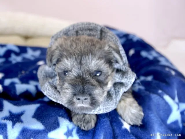 ID:1810-02754の子犬