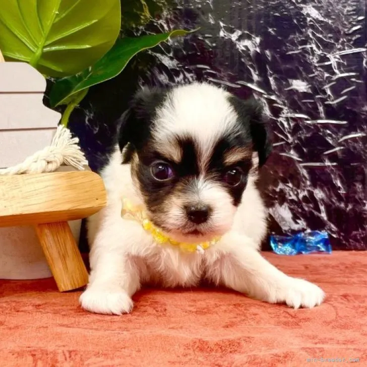 ID：2309-01762の子犬