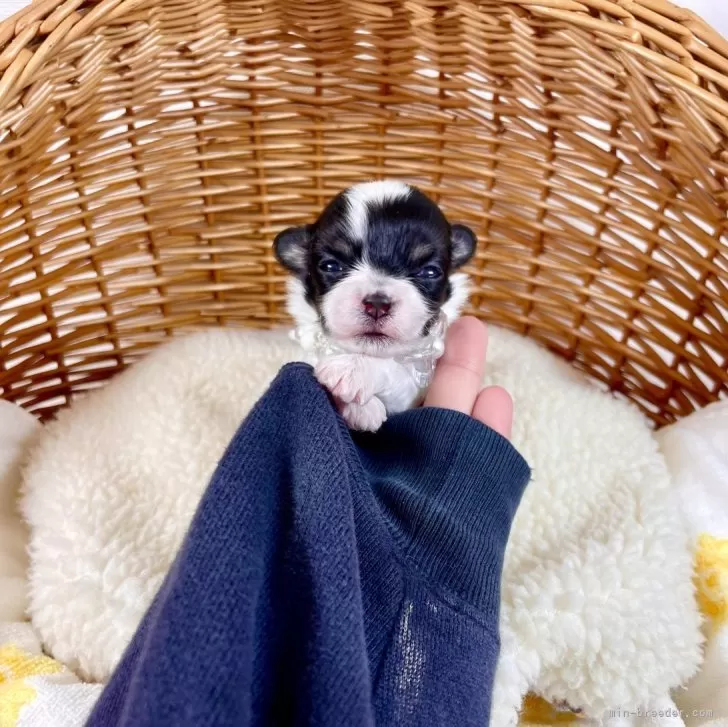 ID：2404-03692の子犬