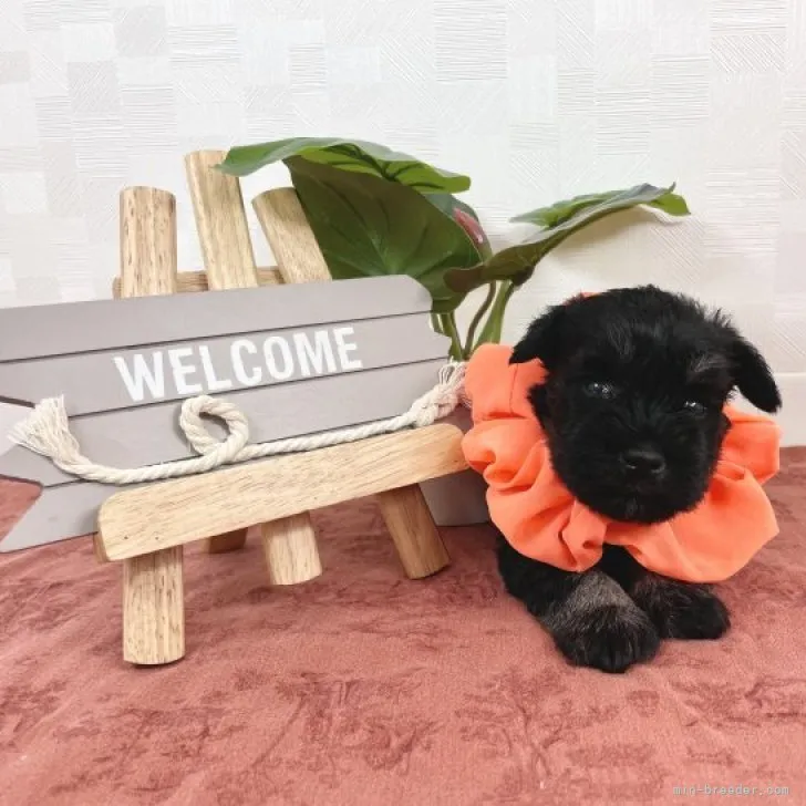 ID:2310-01206の子犬
