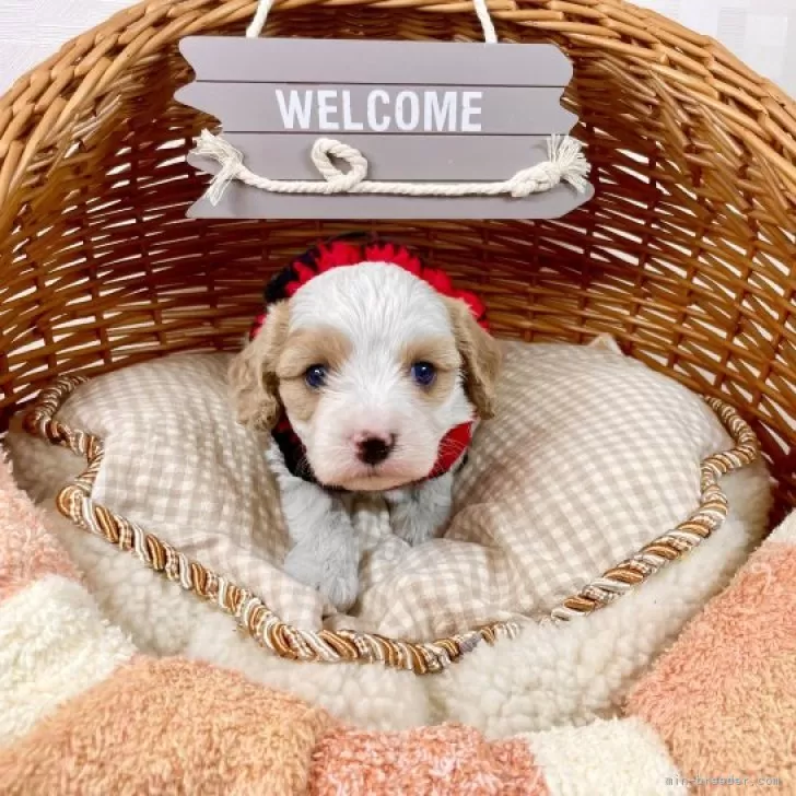 ID：2312-01304の子犬