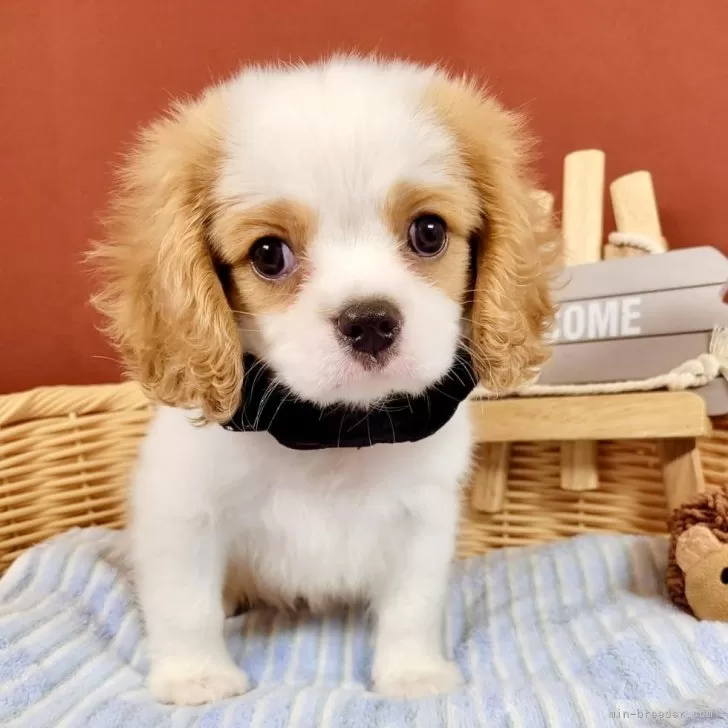 ID：2407-00829の子犬