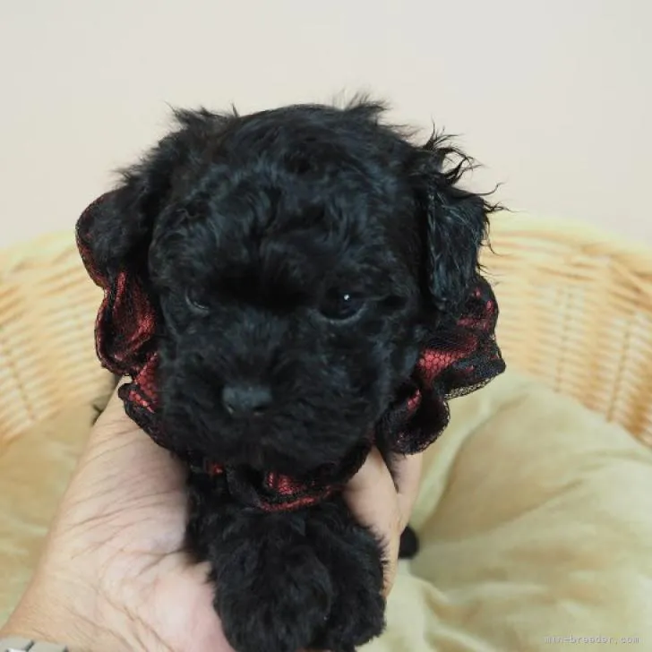 ID：2208-02772の子犬