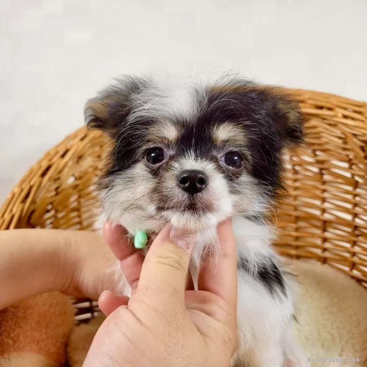 ID：2406-01111の子犬