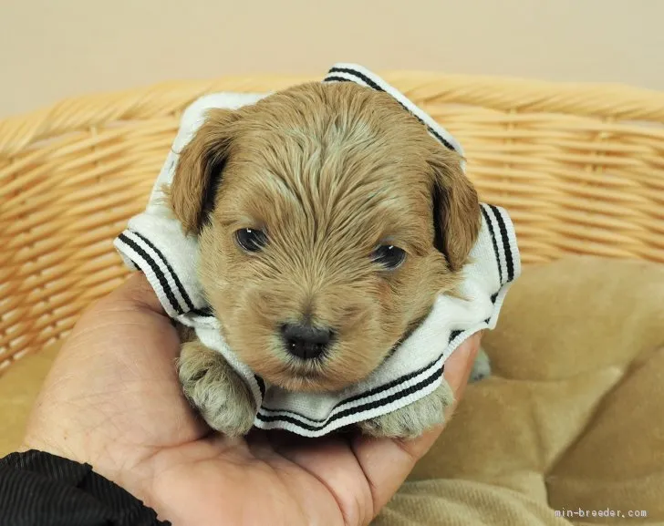 ID：2104-00722の子犬