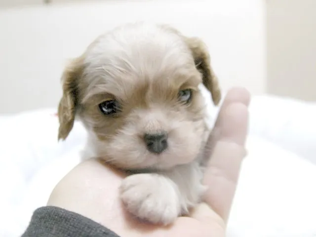 ID：1412-00792の子犬