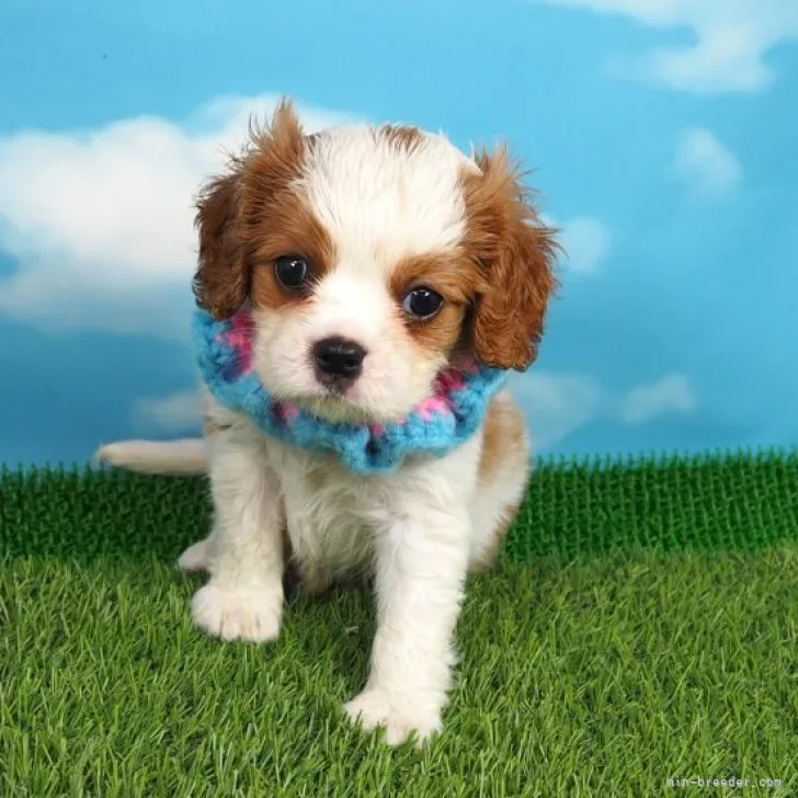 ID：2304-02183の子犬
