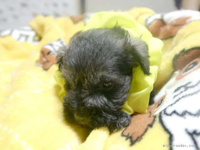 ID：1710-01486の子犬